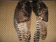 Set eastern wild for sale  Watertown