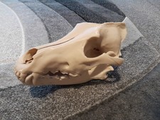 Plastic replica wolf for sale  STAFFORD