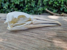 Northern gannet skull for sale  HULL