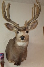 Mule deer head for sale  Brandon