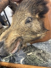Ausgestopfter wildschwein gebraucht kaufen  Korschenbroich