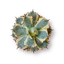Agave isthmensis cv. usato  Roma