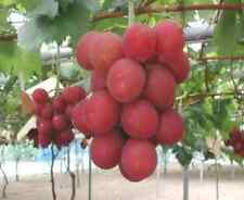 Vitis sp. ruby usato  Monreale
