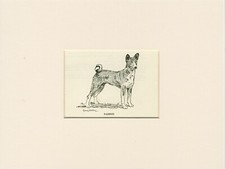Basenji old 1940 for sale  COLEFORD