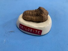 Fossile trilobite usato  Castel Maggiore