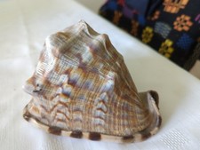 Conch shell bullmouth for sale  BALA