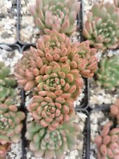 Sedeveria Pink Rubby Pot 7cm Sukkulente Sammlung Rare Colourful Succulent, używany na sprzedaż  PL