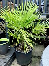 Trachycarpus fortunei palm for sale  WIMBORNE