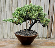 Japanese dwarf juniper for sale  Fort White