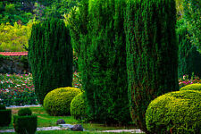 Italian cypress cedar for sale  Saint Augustine