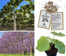 Używany, Paulownia Seeds/Graines Z07 9501 9502 Elongata ShanTong - Hybrid - 100 to 100000 na sprzedaż  Wysyłka do Poland