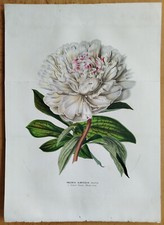 Peony paeonia albiflora d'occasion  Expédié en Belgium
