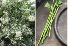 Fragrant night blooming for sale  Katy
