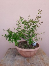 Bonsai punica granatum usato  Macerata Campania