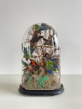 Vintage victorian taxidermy for sale  CARLISLE
