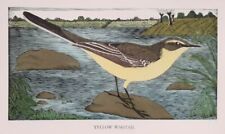 Daglish yellow wagtail for sale  OSWESTRY