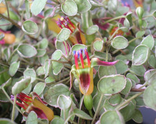 Fuchsia procumbens variegata for sale Fuchsia procumbens variegata for sale  BECCLES
