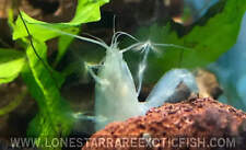 Vampire shrimp african for sale  Livingston