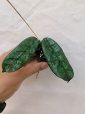 Hoya villosa cao gebraucht kaufen  Mainz