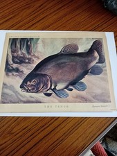 Tench bernard venables for sale  POLEGATE