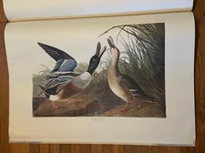 double elephant audubon for sale double elephant audubon for sale Baton Rouge