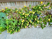 prickley plant pear for sale  Irwin