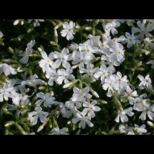 Phlox douglasii white gebraucht kaufen  Deutschland