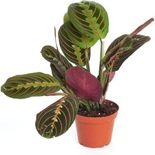 Maranta red prayer for sale  Miami