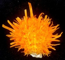 Spondylus versicolor seashell for sale  Raleigh