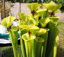 Live carnivorous plants for sale  West Covina