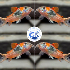 Pack corydoras sp.aff.aneus d'occasion  Expédié en Belgium