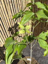 Cornus kousa moonbeam for sale  SOUTHAMPTON