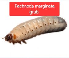 Pachnoda marginata grub for sale  WELLINGBOROUGH