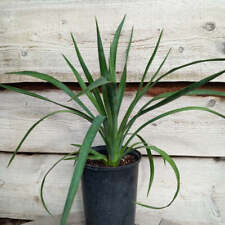 Yucca aloifolia plant for sale  Shipping to Ireland