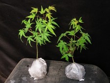 maples baby japanese for sale  Rochester