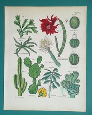 Cactuses various types for sale  Shipping to United Kingdom