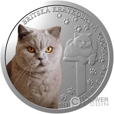 british shorthair usato british shorthair usato Ciampino