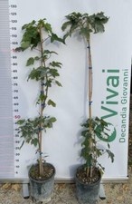 Pianta acer pseudoplatanus usato  Altamura