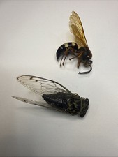 Real insect cicada for sale  Nineveh