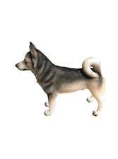 Siberian husky dog d'occasion  Expédié en Belgium