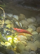 Usa patriotic neocaridina for sale  Lincoln