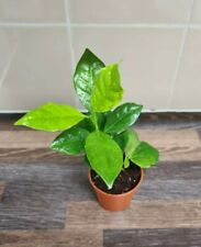Coffee arabica plant for sale  LONDON