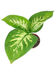 Dieffenbachia tropic snow for sale  Silverado