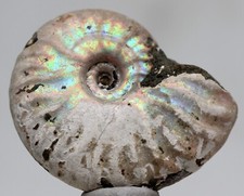 Beautiful iridescent ammonite for sale  Tucson