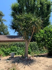 Aloe barberae leaf for sale  Woodland Hills