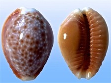 Cypraea helvola bellatrix usato  Roma
