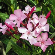 Nerium oleander villa d'occasion  Pouzauges