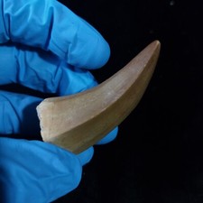 Rare mosasaur fossil for sale  North Las Vegas