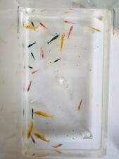 X10 skittle shrimp for sale  LONDON