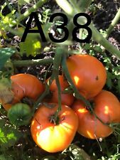 Graine seed tomate d'occasion  La Pacaudière